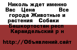 Николь ждет именно Вас › Цена ­ 25 000 - Все города Животные и растения » Собаки   . Башкортостан респ.,Караидельский р-н